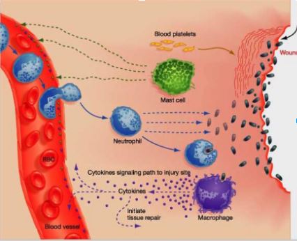 Cryotherapy and Inflammation, Where is the Benefit and its Applications?